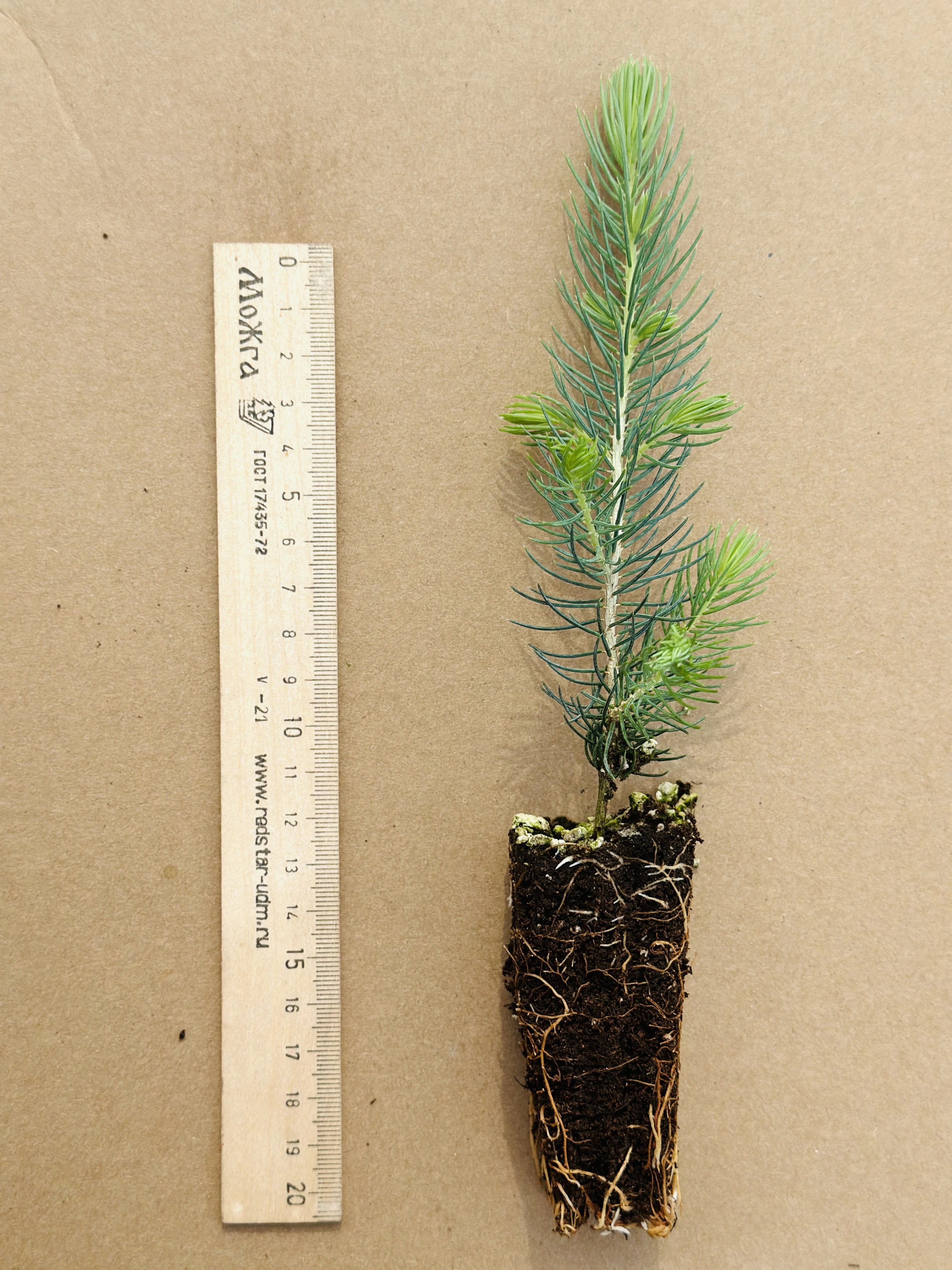 Ель колючая Кейбаб (Picea pungens Kaibab) (арт. ЕКК)