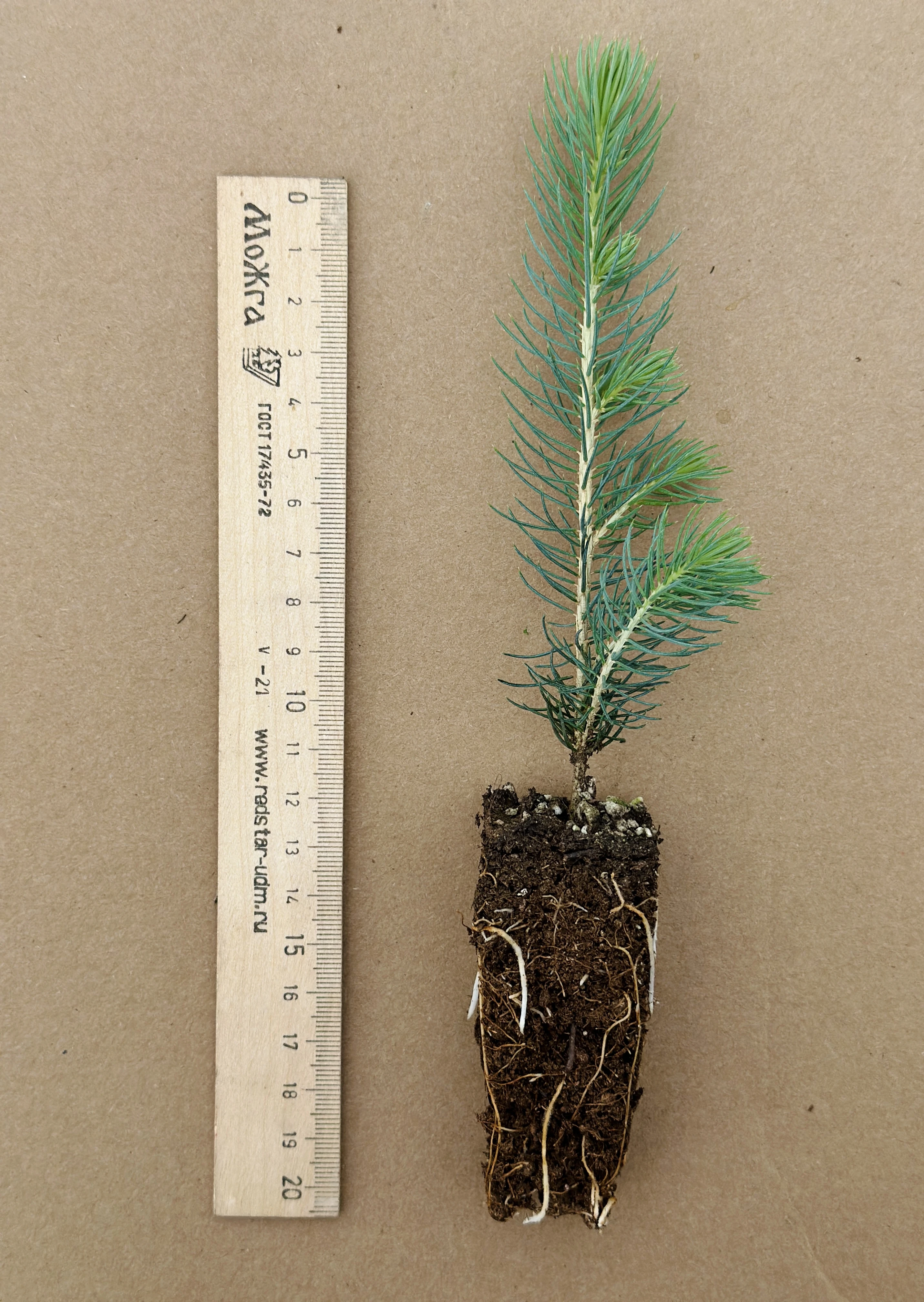 Ель колючая (Picea pungens) (арт. ЕК)