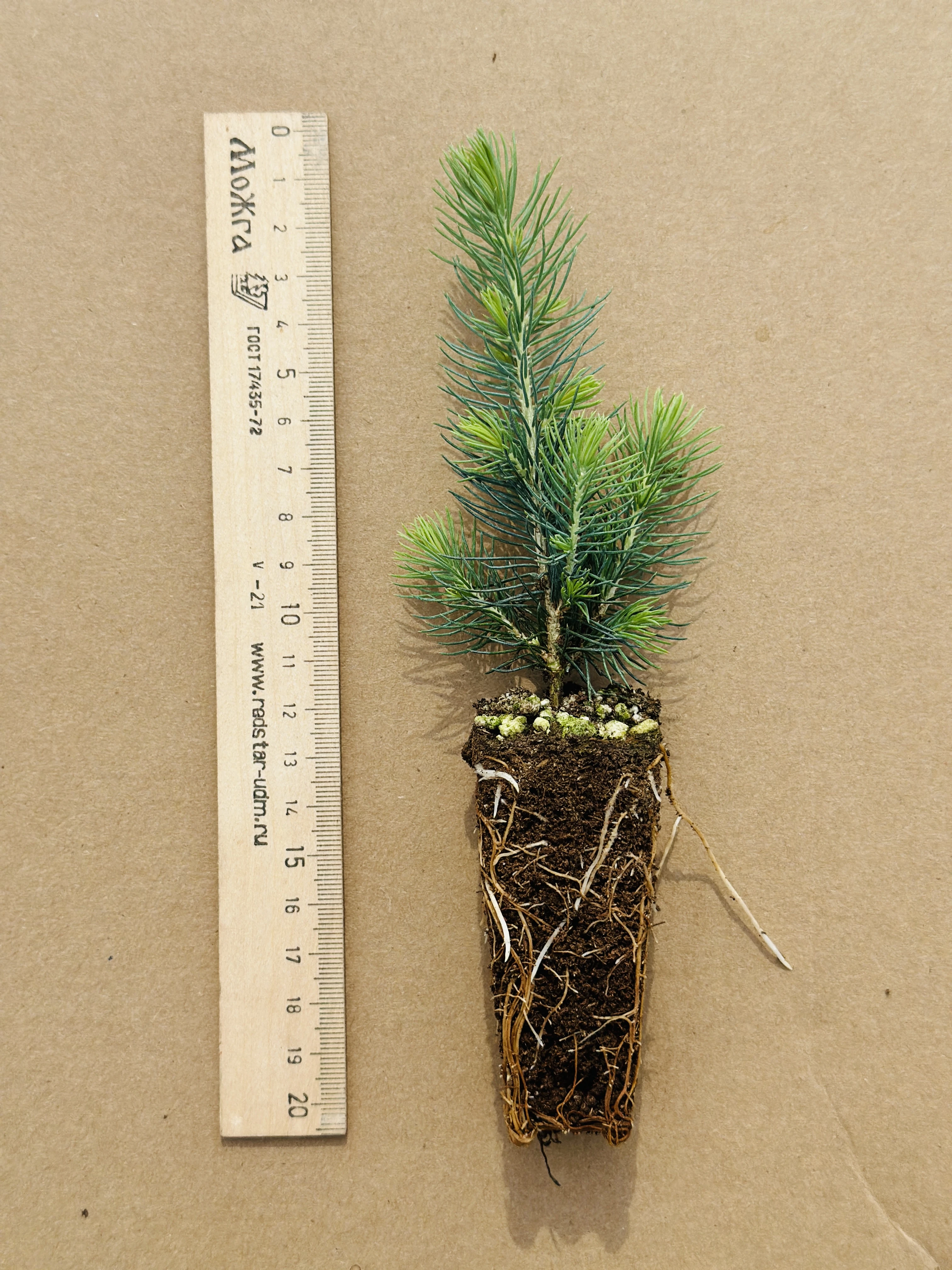 Ель канадская густая (Picea glauca Densata) (арт. ЕКГ)