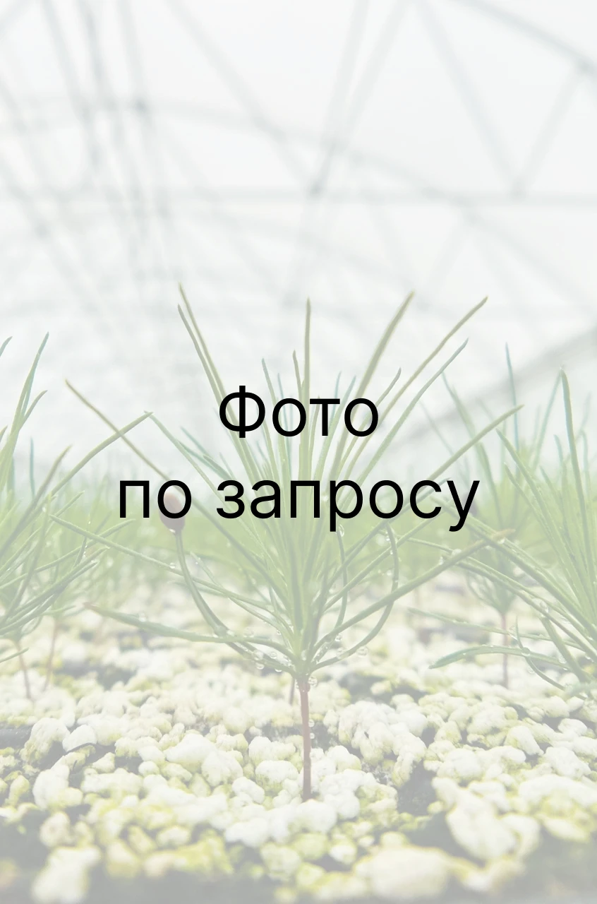 Сосна горная Мугус (Pinus mugo mughus) (арт. СГМ)