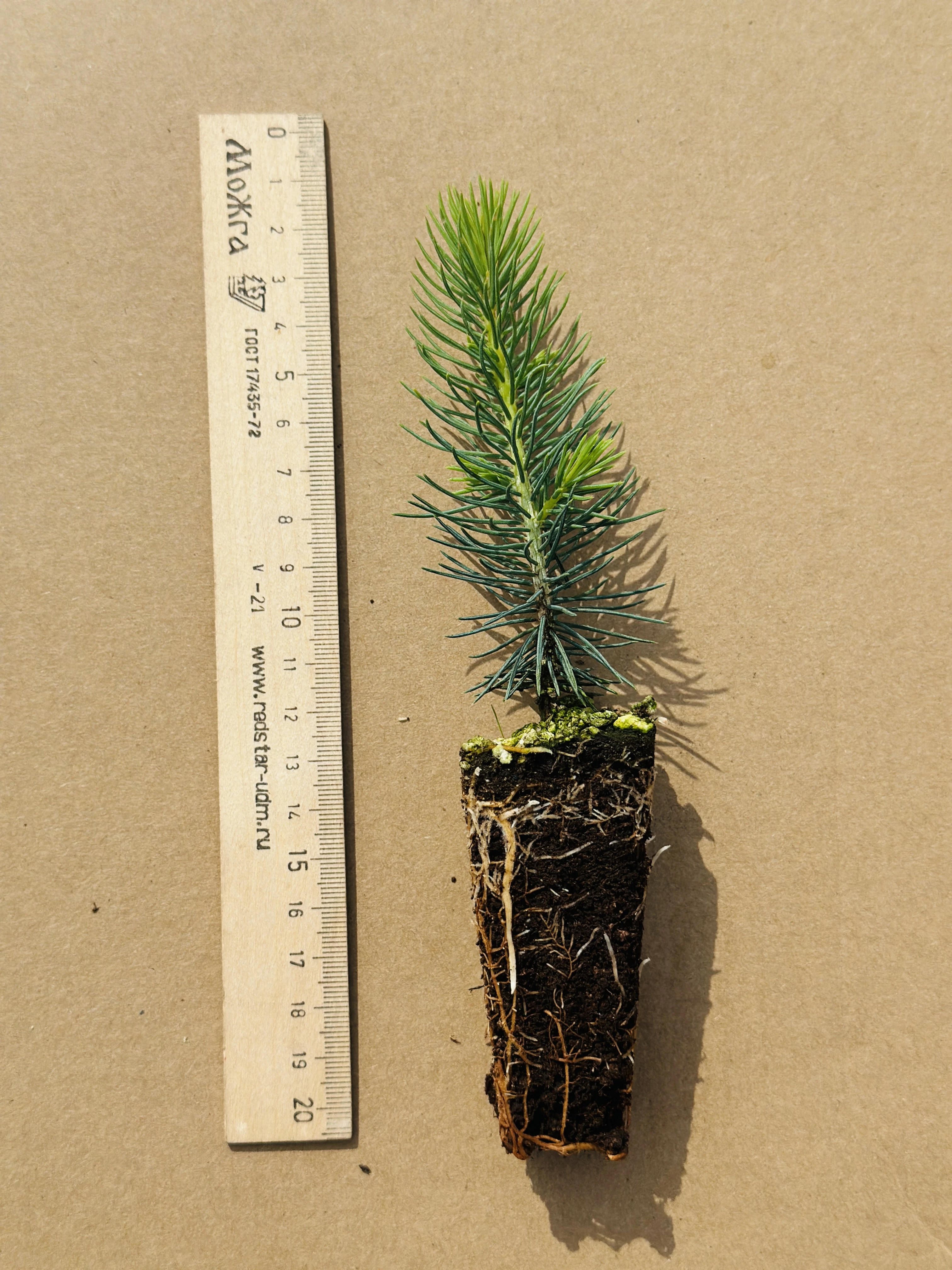 Ель Вильсона (Picea wilsonii) (арт. ЕВ)