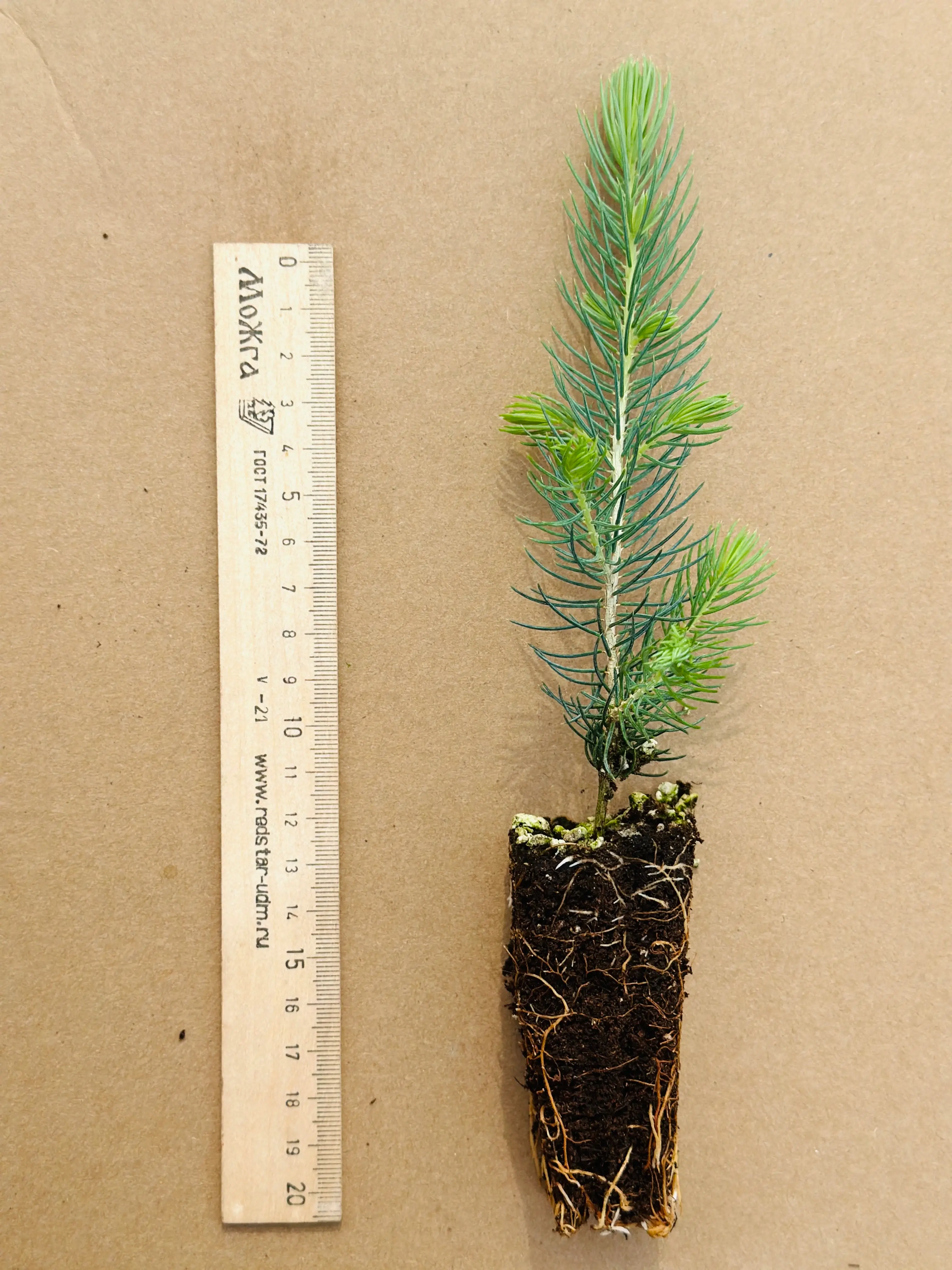 Ель колючая Кейбаб (Picea pungens Kaibab) (арт. ЕКК)