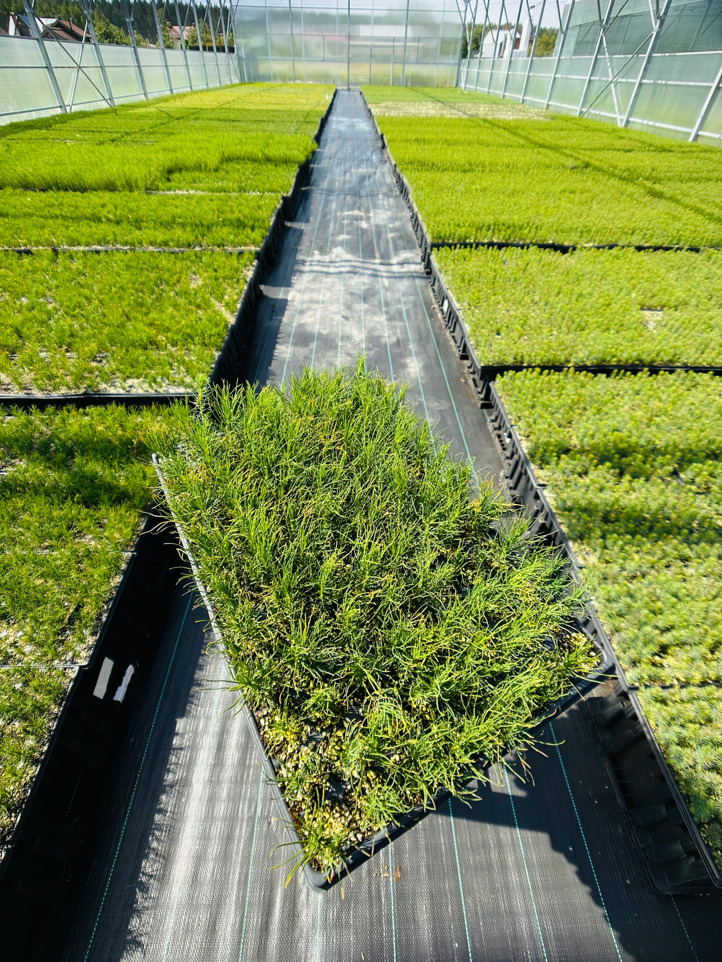 Ель восточная (Picea orientalis) (арт. ЕВ)