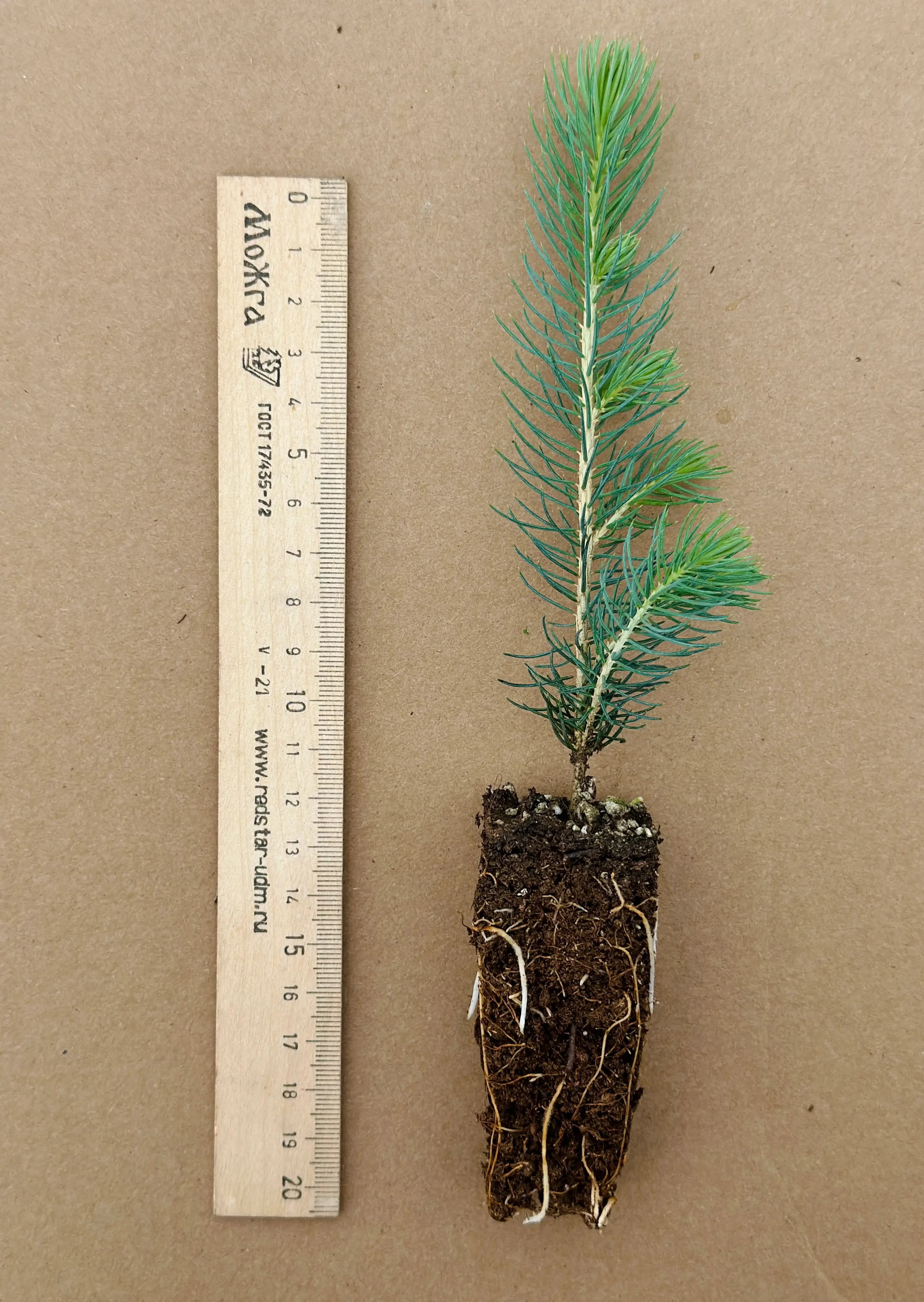 Ель колючая (Picea pungens) (арт. ЕК)