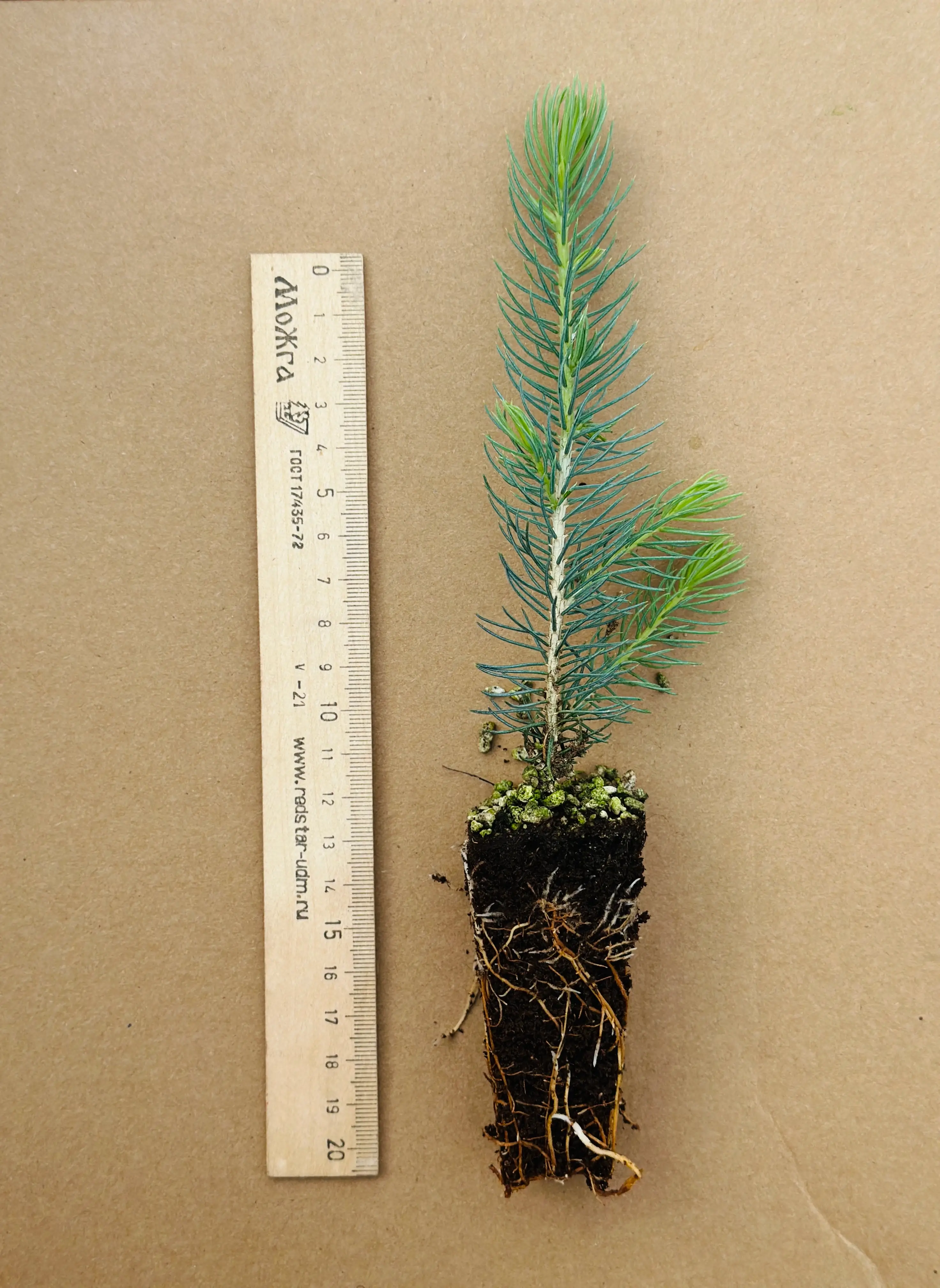 Ель колючая (Picea pungens Rio Grande NF) (арт. ЕК)