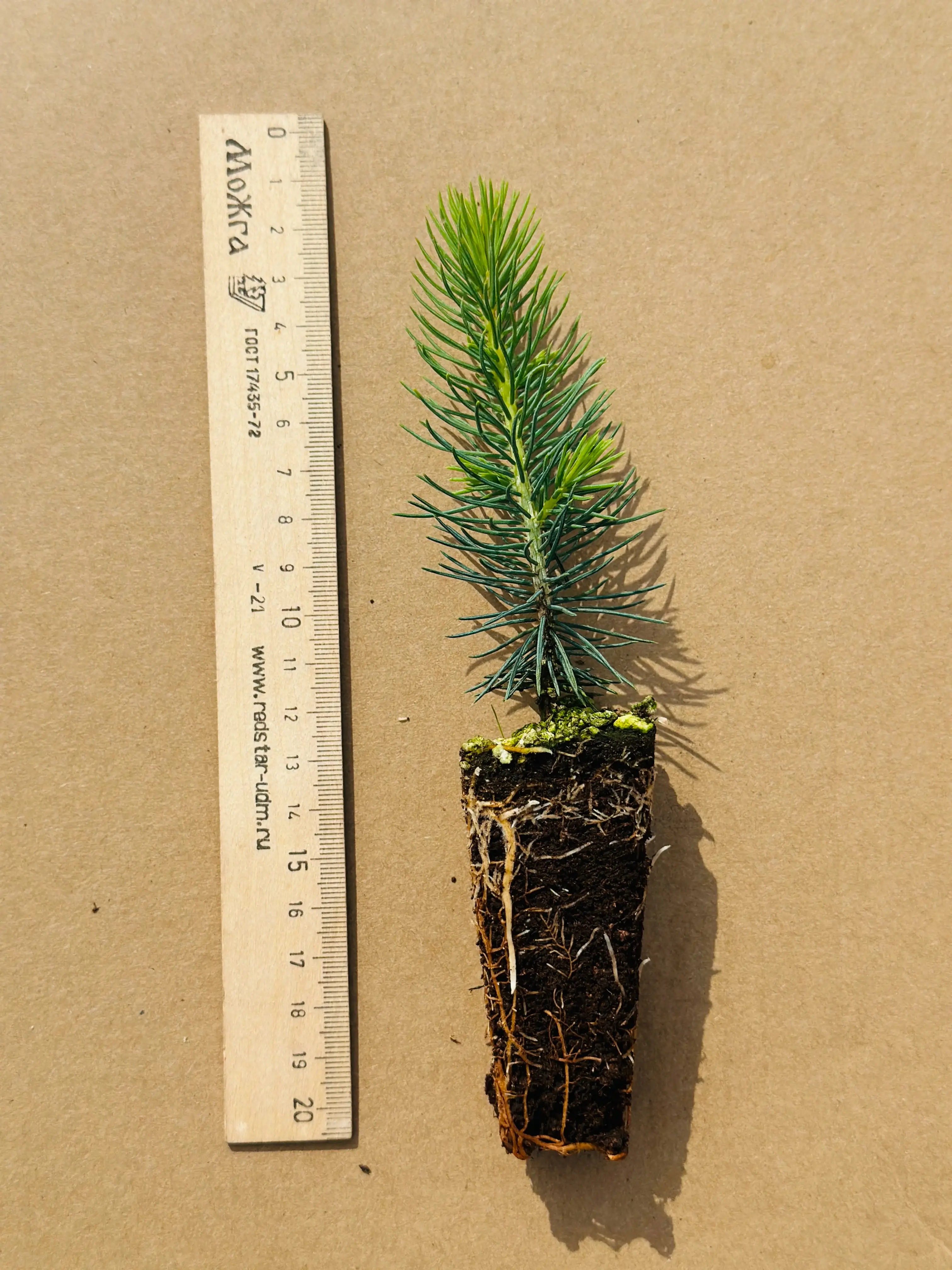 Ель Вильсона (Picea wilsonii) (арт. ЕВ)