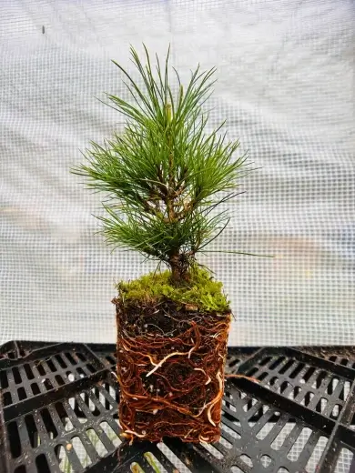 Сосна сибирская кедровая (Pinus sibirica) (арт. ССК) П9