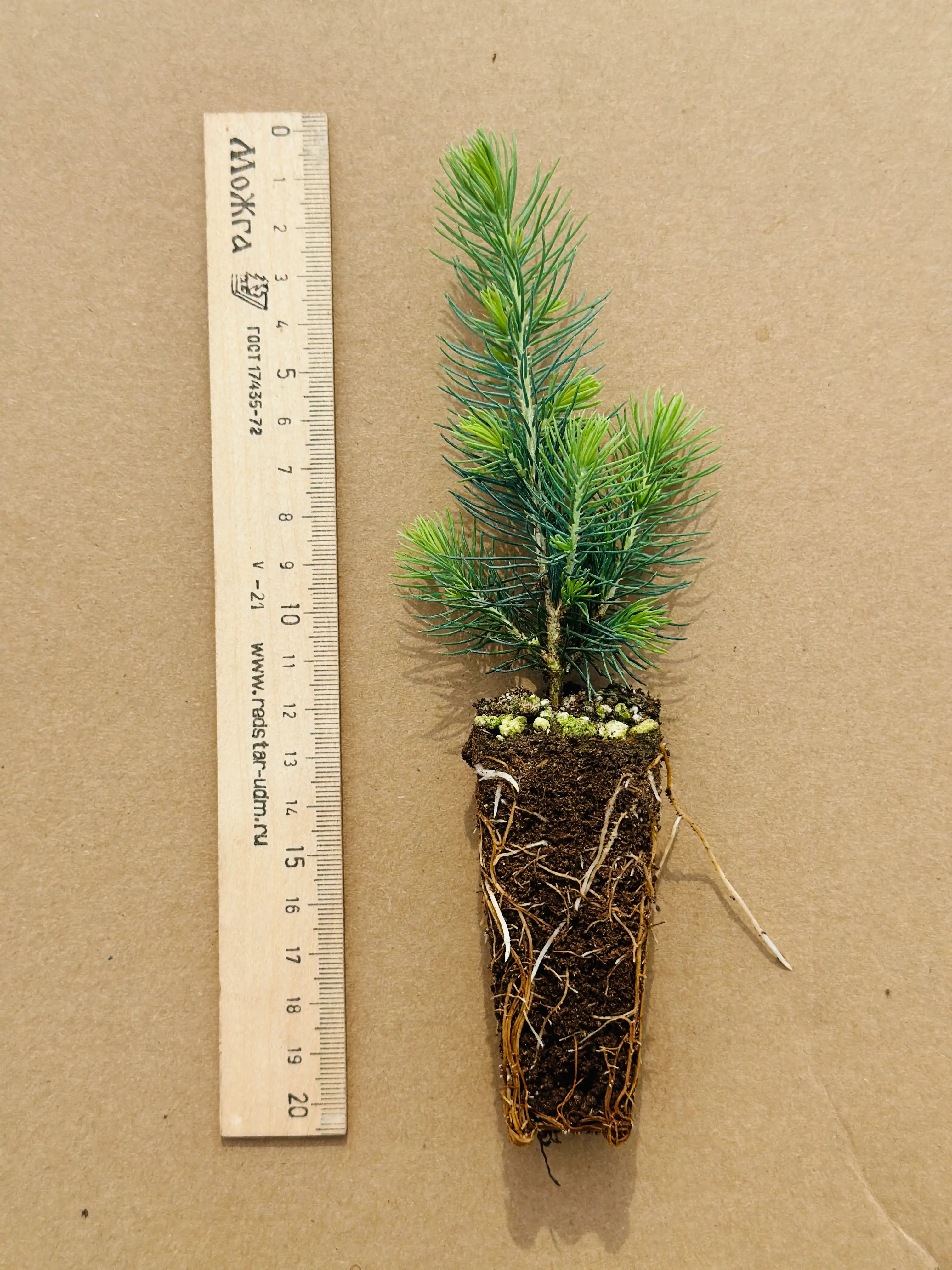 Ель канадская густая (Picea glauca Densata) (арт. ЕКГ)