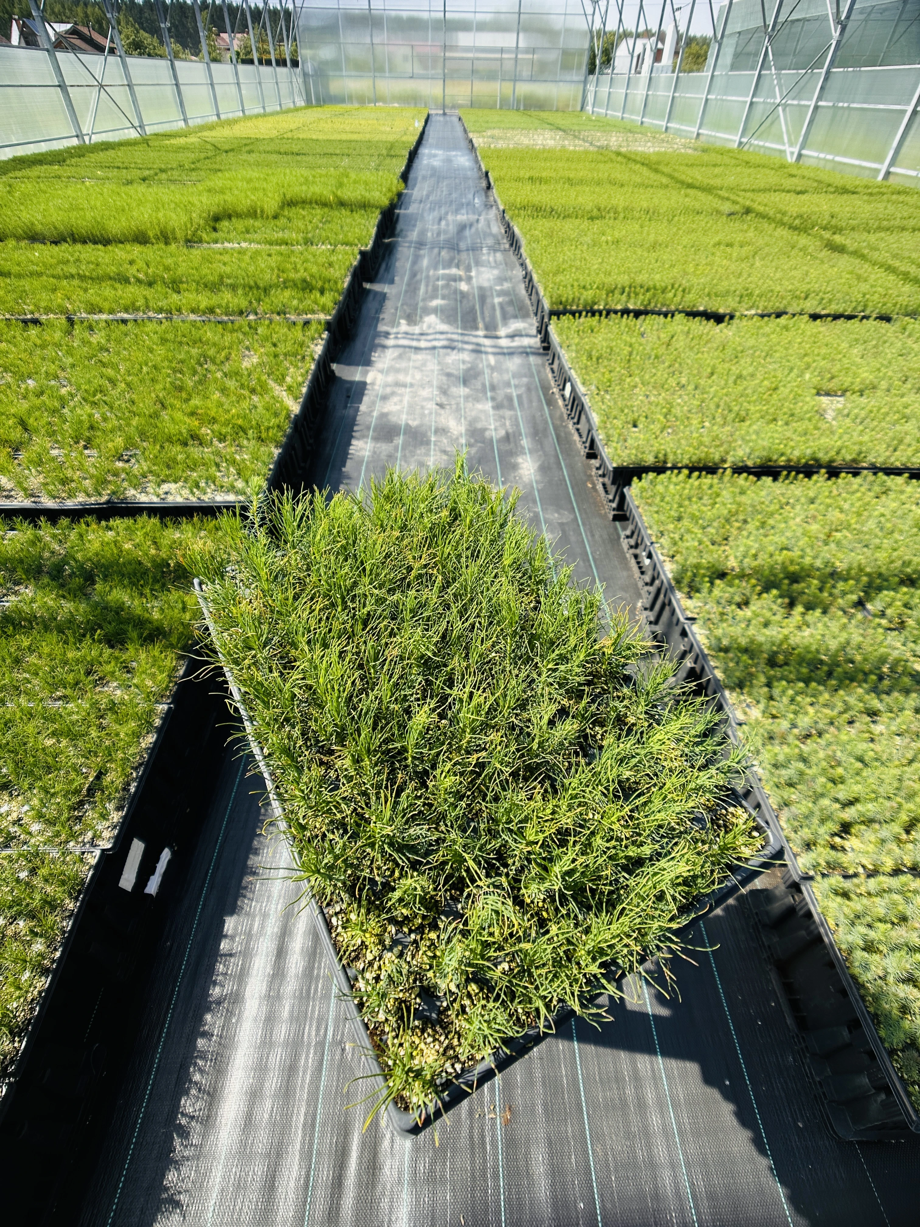 Ель восточная (Picea orientalis) (арт. ЕВ)